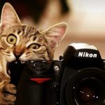 fotoğrafçılık, fotoğraf makinesini ısıran kedi